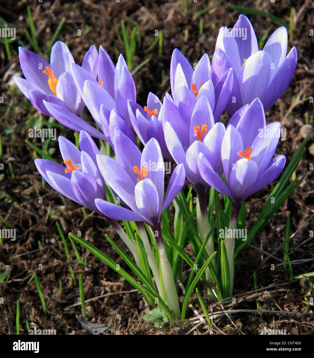 Crocus (Crocus tommasinianus), fioritura Foto Stock