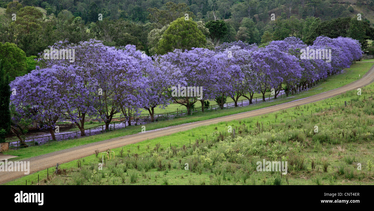 Jacaranda (Jacaranda mimosifolia), jacaranda fila naer Canungra, Australia, Queensland Foto Stock