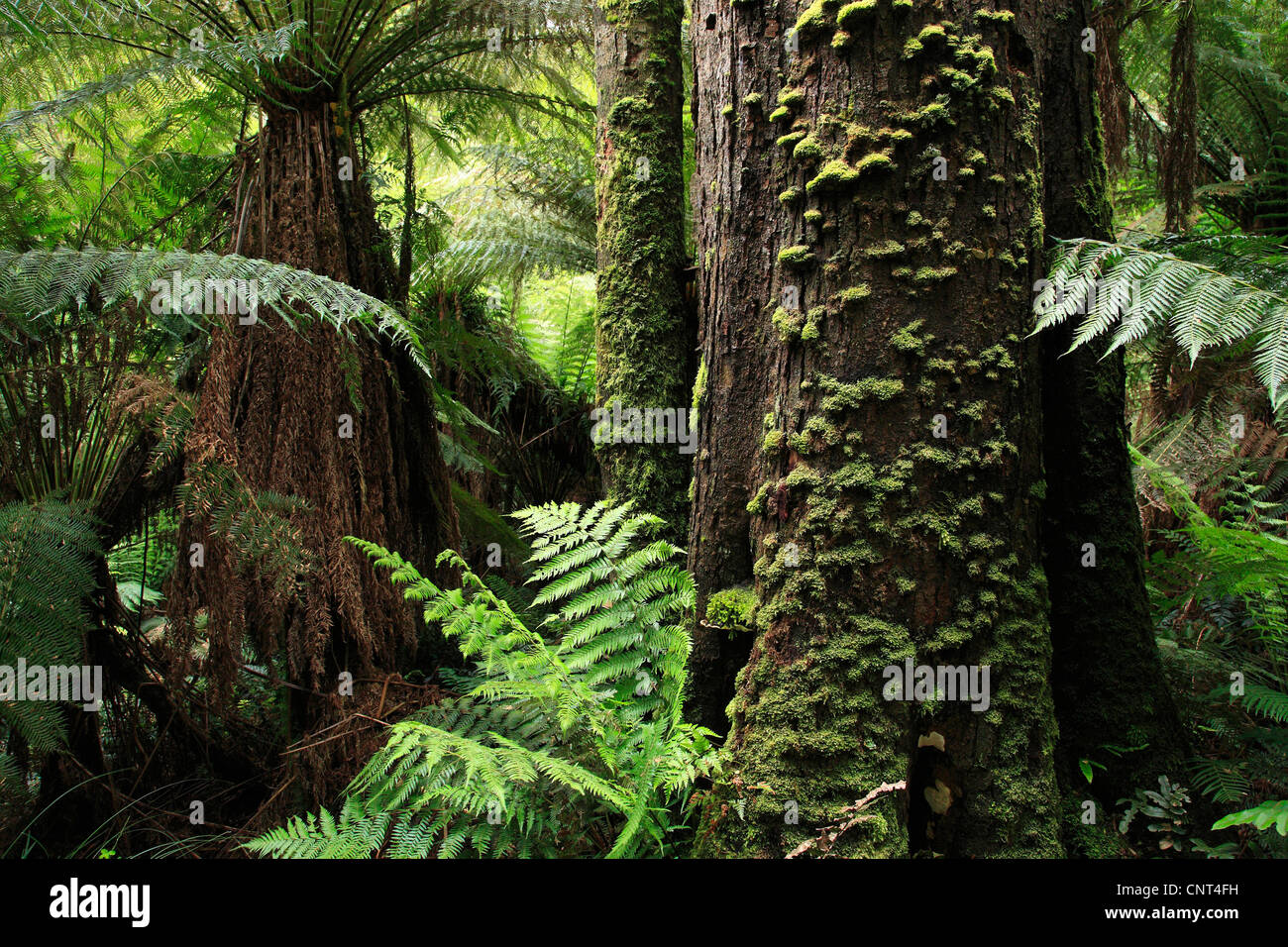 Costiero della foresta di pioggia con felci arboree a Maits Rest a piedi presso la Great Ocean Road, Australia, Victoria Foto Stock