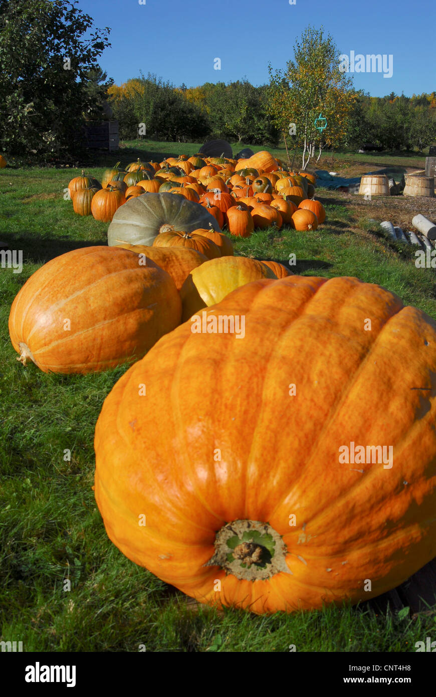 Di midollo osseo, campo di zucca (Cucurbita pepo), la zucca raccolta, STATI UNITI D'AMERICA, Maine Foto Stock