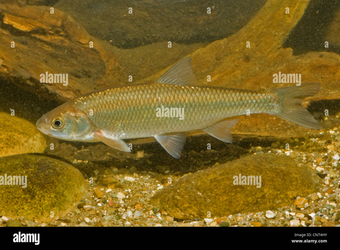 Dace (Leuciscus leuciscus), 20 cm, in Germania, in Baviera, Isental Foto Stock