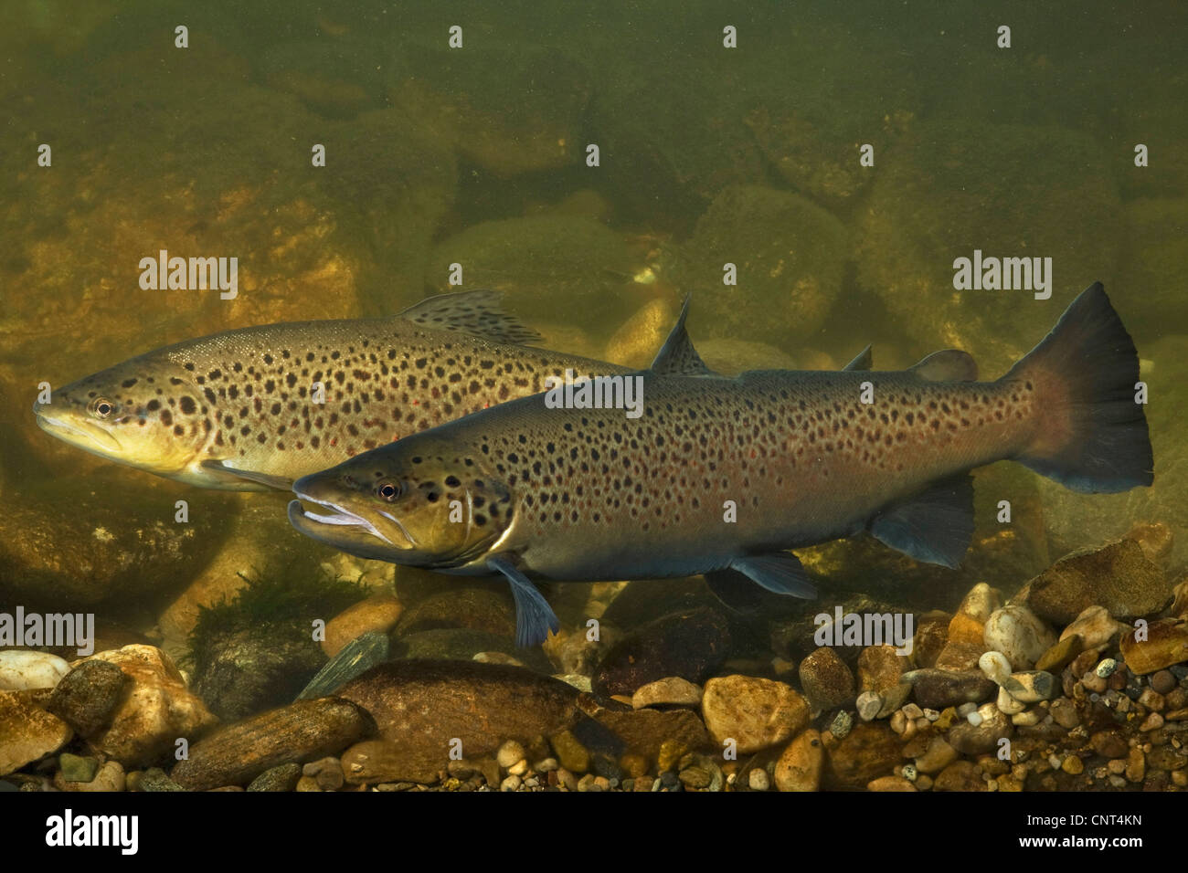 Il lago di trote (Salmo trutta lacustris), maschio e femmina con colorazione nuziale, 60 cm, in Germania, in Baviera Foto Stock