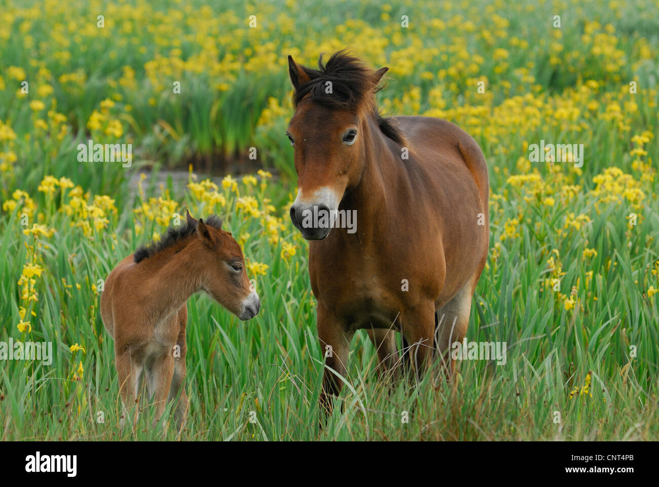 Exmoor pony (Equus przewalskii f. caballus), il mare con puledro tra iris gialla (Iris pseudacorus), Paesi Bassi, Texel Foto Stock