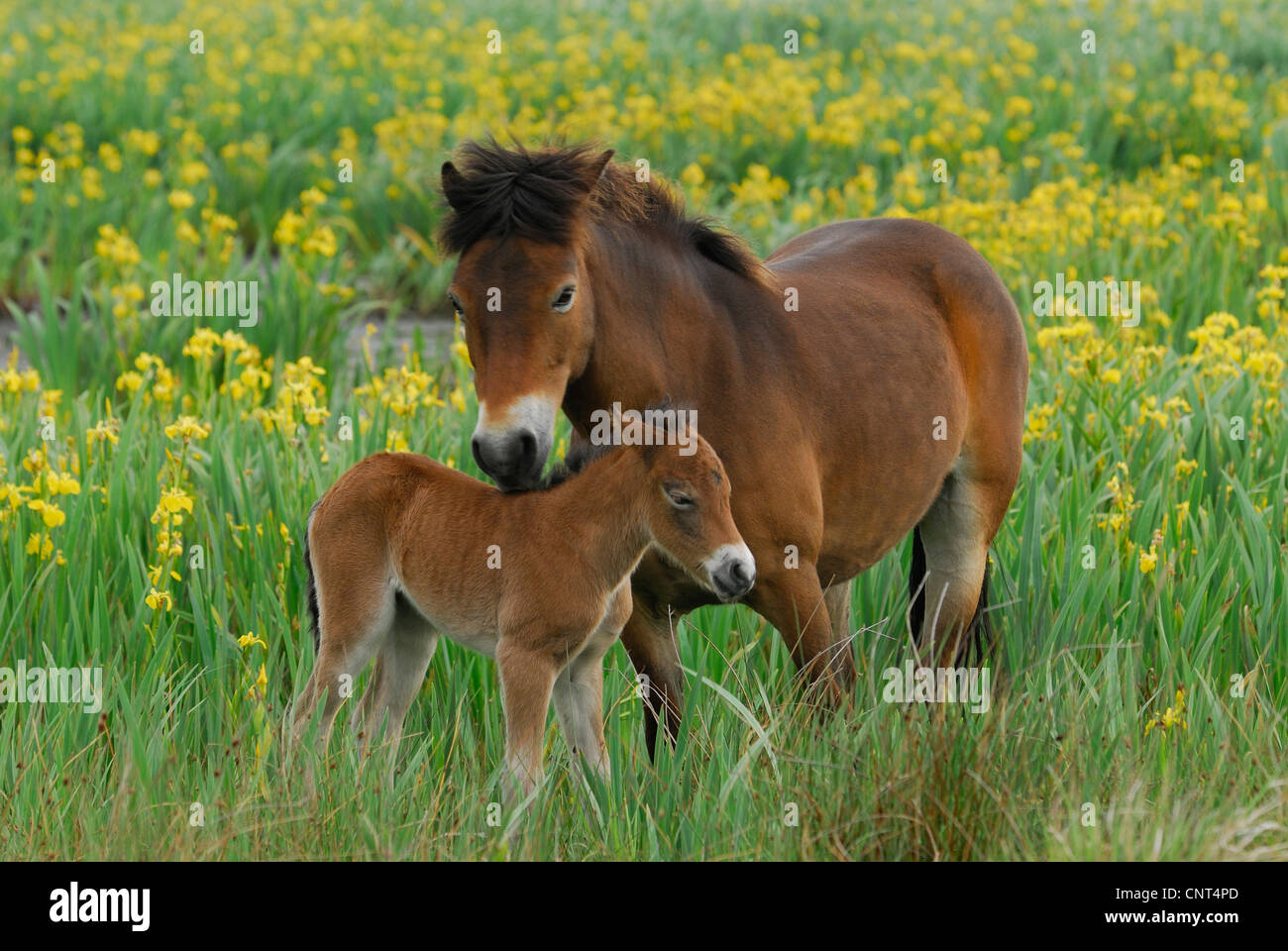 Exmoor pony (Equus przewalskii f. caballus), il mare con puledro tra iris gialla (Iris pseudacorus), Paesi Bassi, Texel Foto Stock