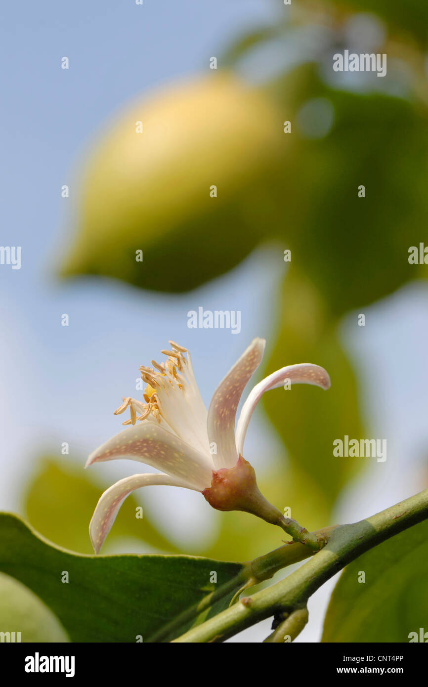 Albero di limone (Citrus limon), aprire sbocciare nella parte anteriore di un frutto unsharp dietro Foto Stock