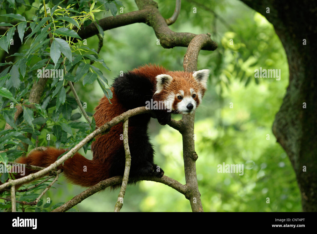 Panda minore, panda rosso (Ailurus fulgens), arrampicata in una struttura ad albero Foto Stock