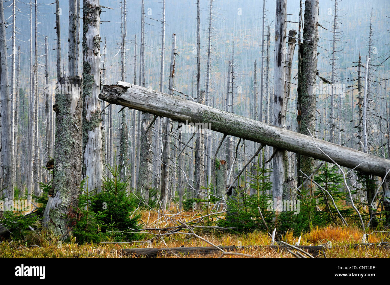Abete (Picea abies), Morì foreste di abete rosso sulle creste della foresta bavarese, in Germania, in Baviera, il Parco Nazionale della Foresta Bavarese Foto Stock