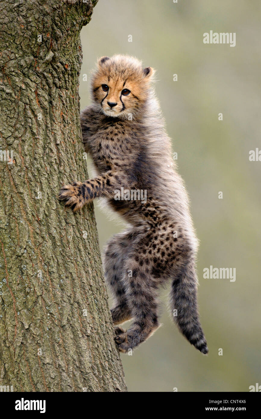 Ghepardo (Acinonyx jubatus), giovani saltando in una struttura ad albero Foto Stock