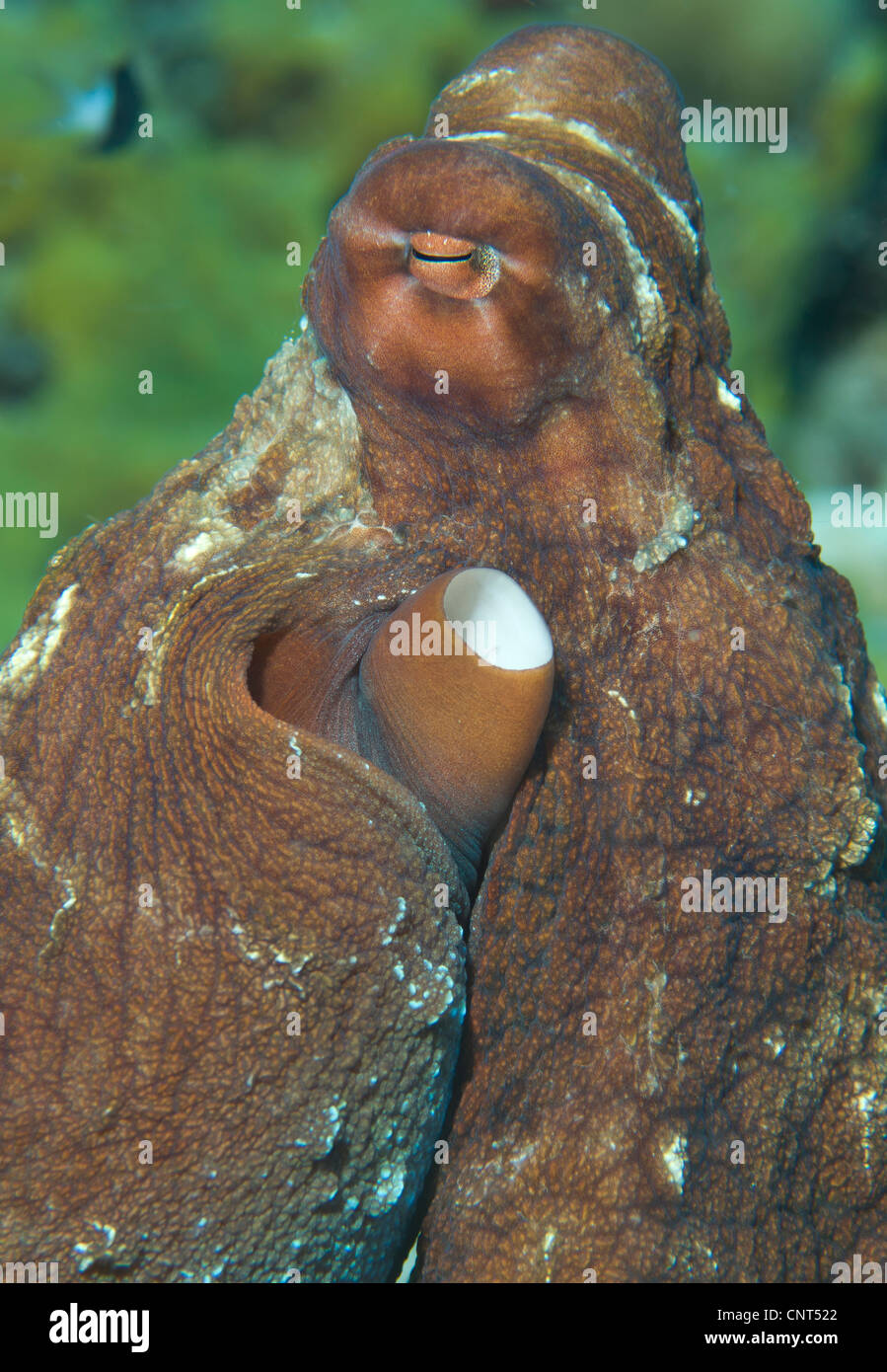 Vista ravvicinata di un polpo (Octopus cyanea), Padri reef, Kimbe Bay, Papua Nuova Guinea. Foto Stock