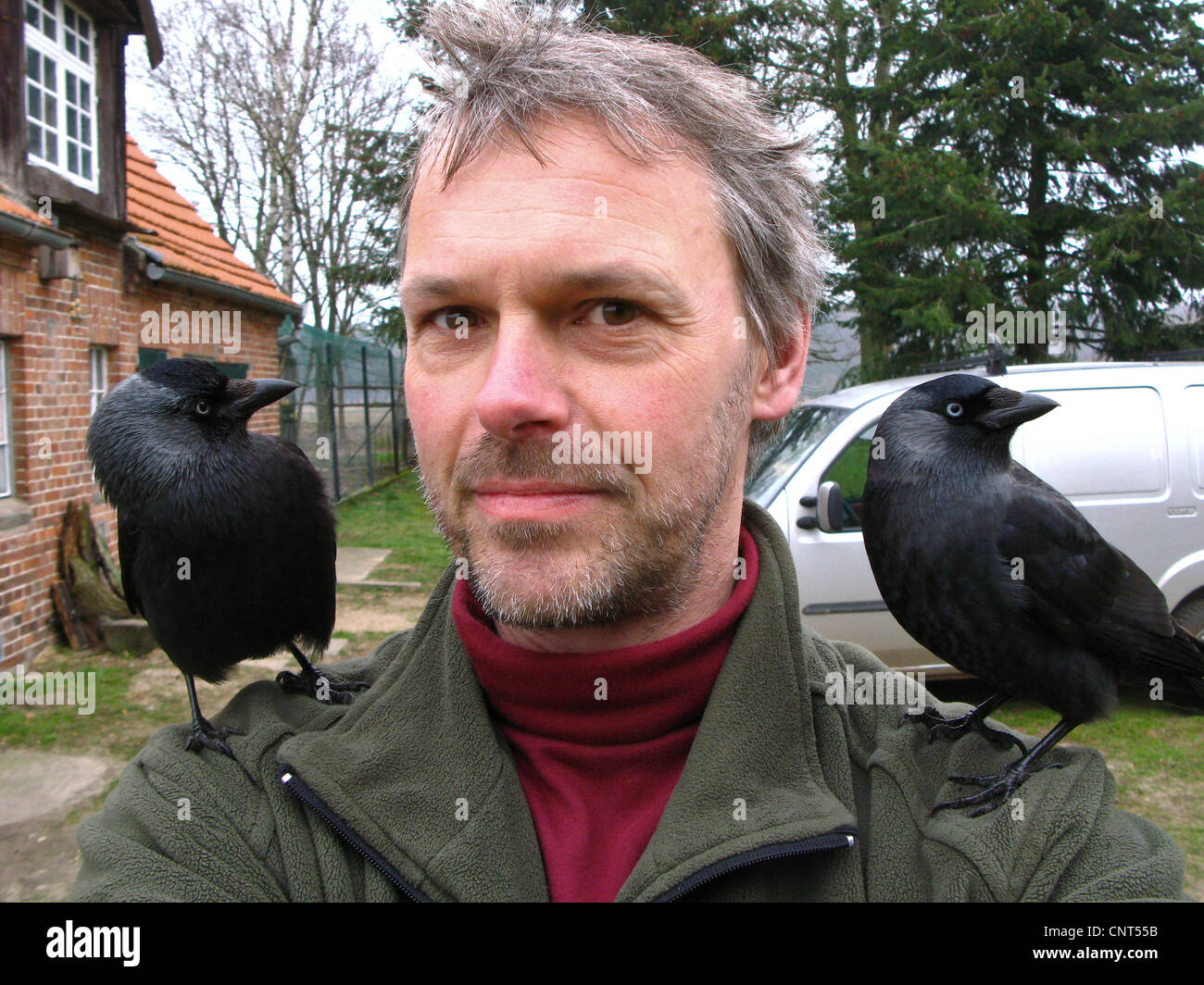 Taccola (Corvus monedula), confidando bird figlio sulle spalle di un uomo Foto Stock
