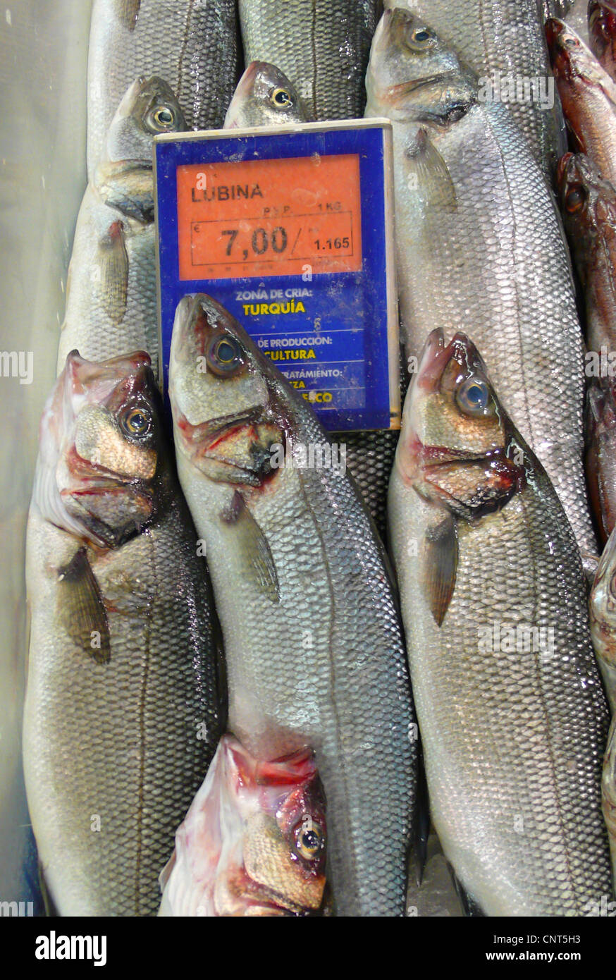 Temperato posatoi, temperato basses (Percichthyidae, Moronidae), temperato basses dalla Turchia su un mercato a Alcudia, Spagna, Balearen, Maiorca, Alcudia Foto Stock