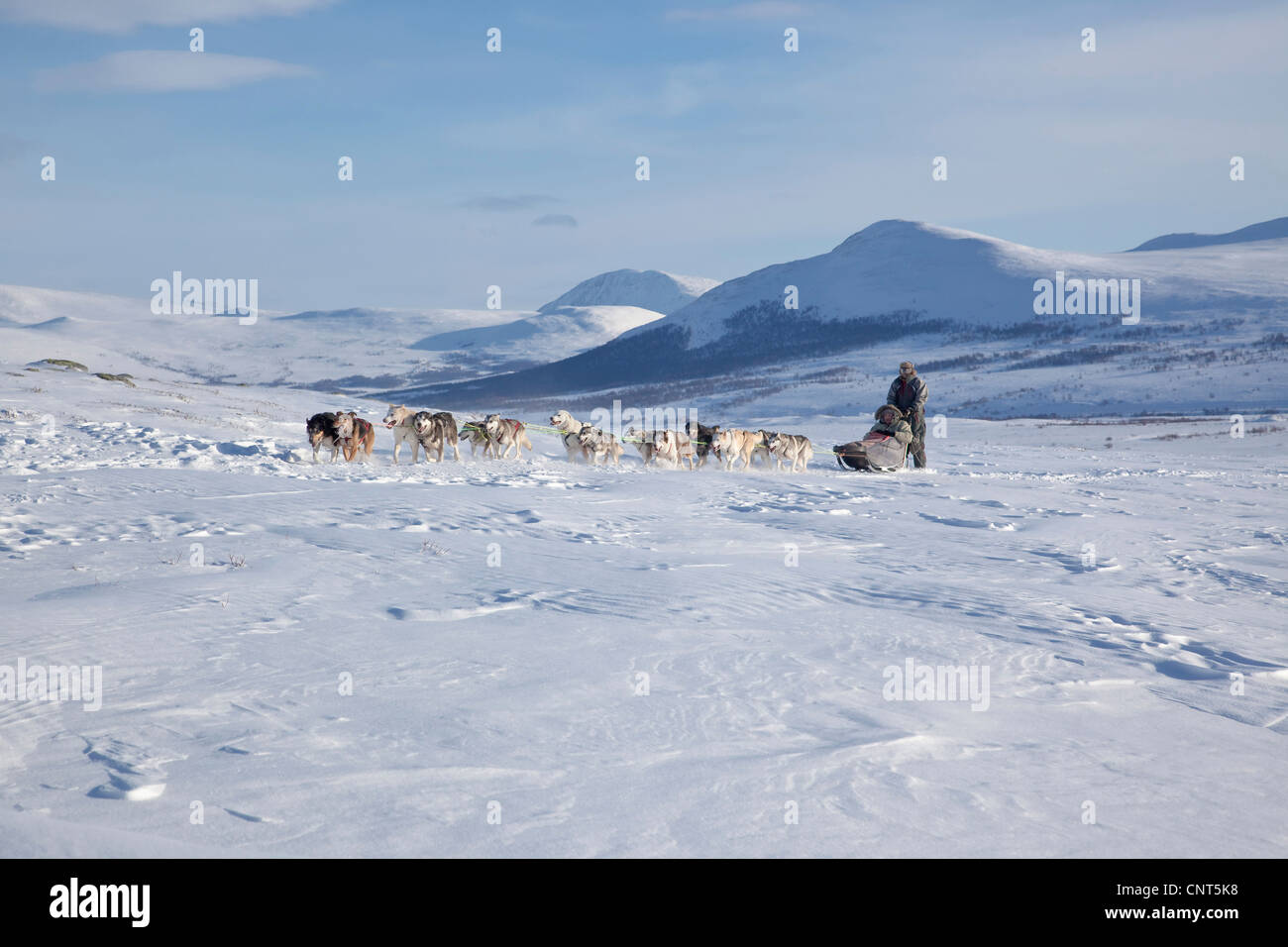 Cane domestico (Canis lupus f. familiaris), slitta trainata da cani con 14 cani in snow landscape, Norvegia, Dovrefjell Sunndalsfjella Parco Nazionale Foto Stock