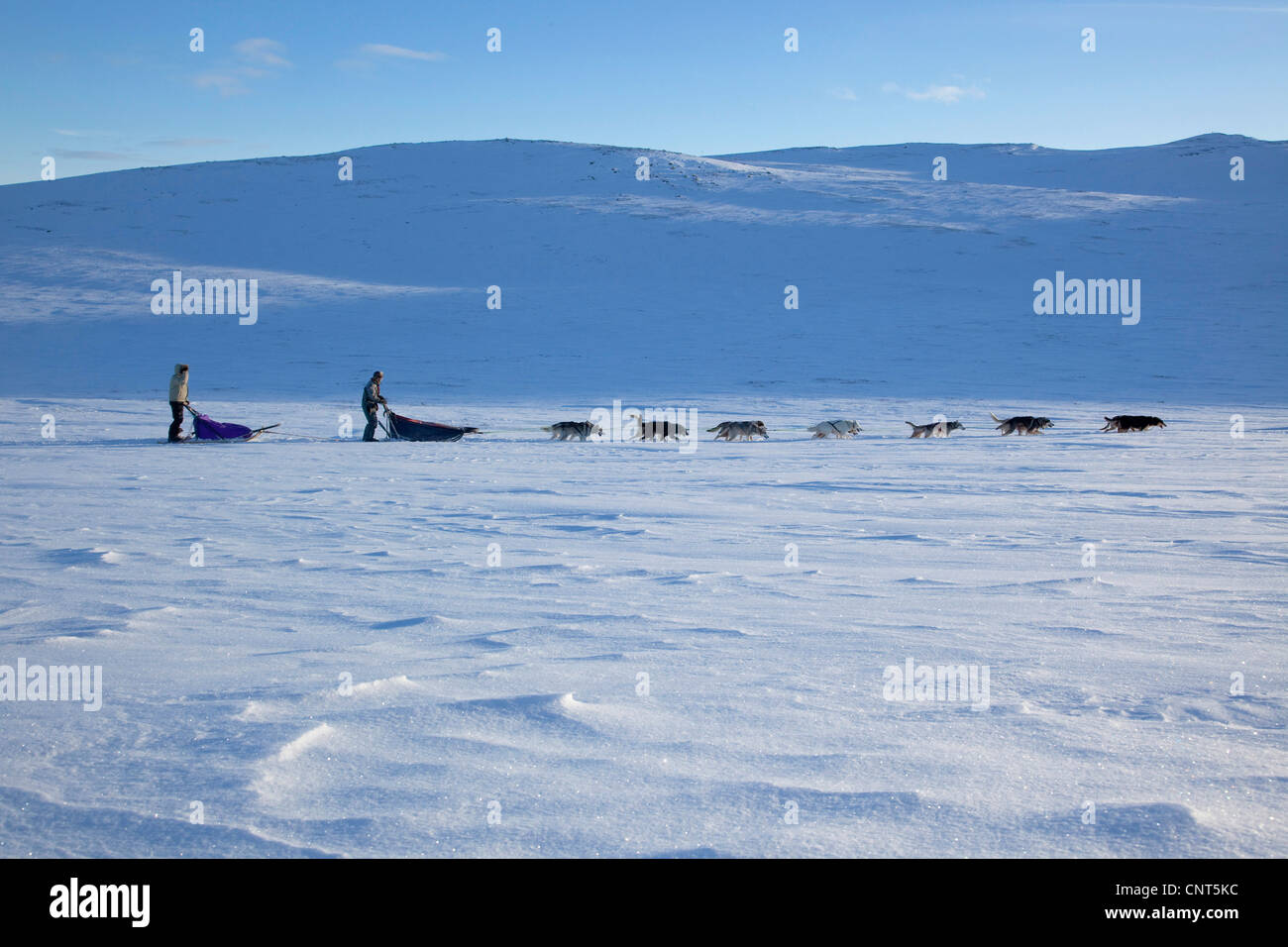 Cane domestico (Canis lupus f. familiaris), slitta trainata da cani con 14 cani in snow landscape, Norvegia, Dovrefjell Sunndalsfjella Parco Nazionale Foto Stock