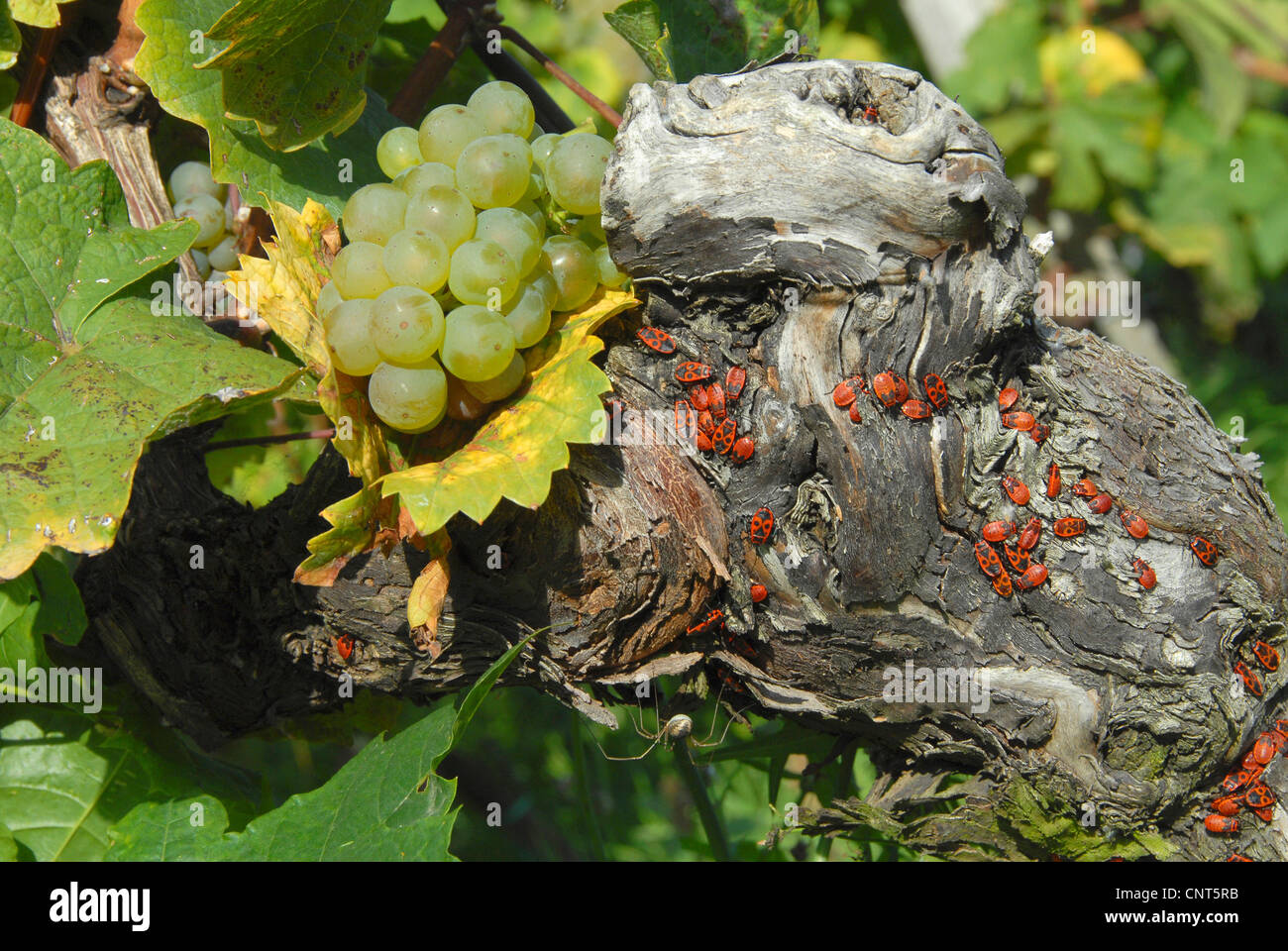 Uva (Vitis spec.), red bugs su un vitigno, in Germania, in Renania Palatinato, Pfalz, Deutsche Weinstrasse Foto Stock