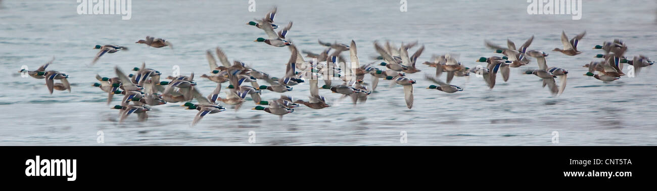 Il germano reale (Anas platyrhynchos), circa 60 persone volando sul gregge di acqua, Norvegia Foto Stock
