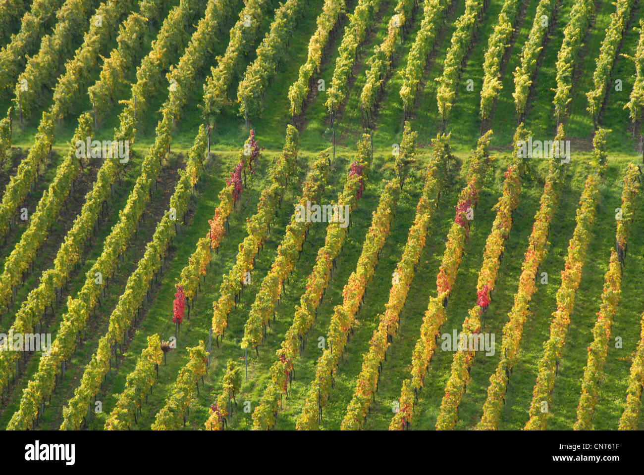 I vigneti di inizio autunno, in Germania, in Renania Palatinato, Palatinato Foto Stock