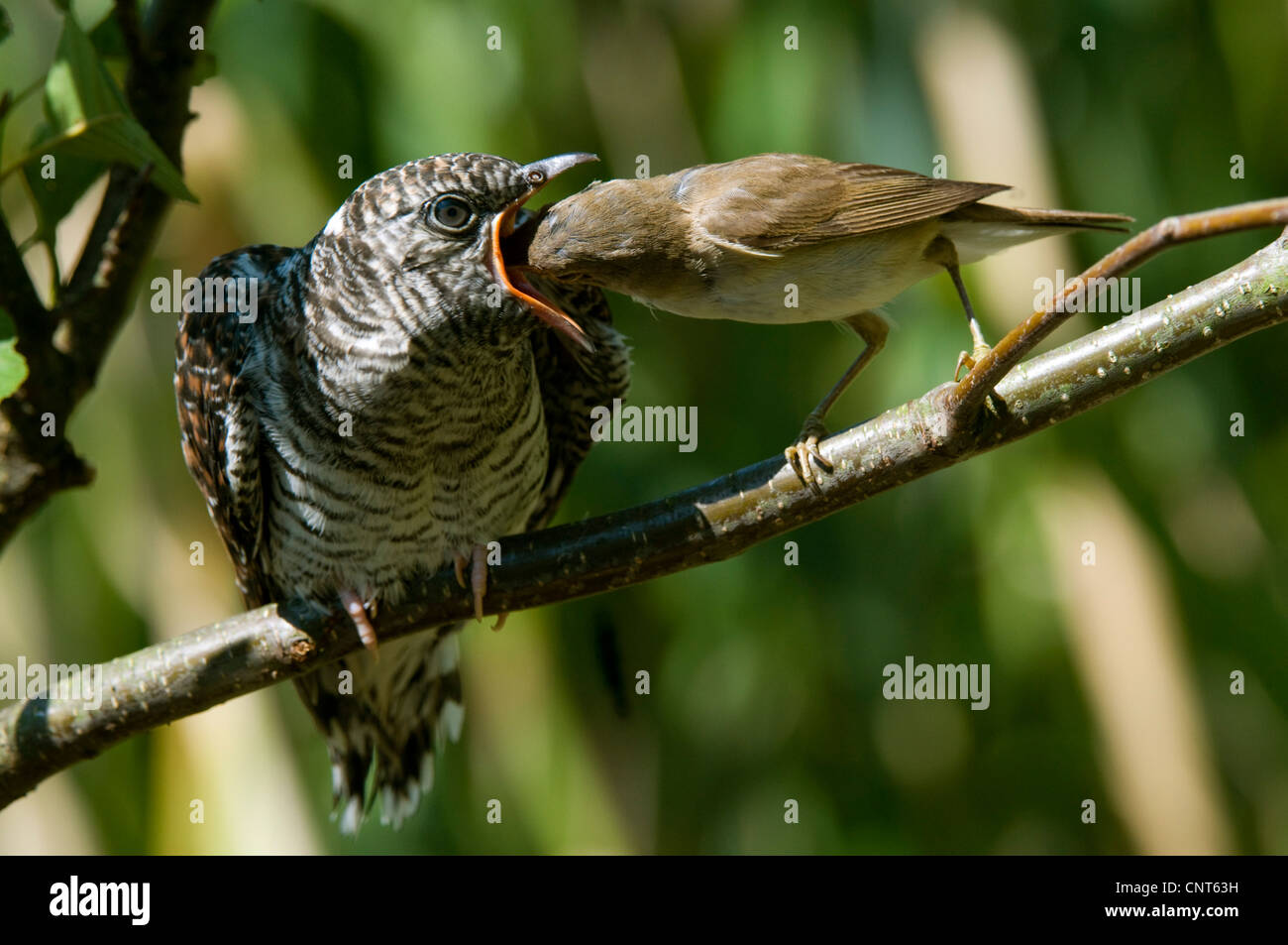 Eurasian cuculo (Cuculus canorus), Rosso Trillo alimentazione dei giovani il cuculo 26 giorni, Germania, Bassa Sassonia Foto Stock