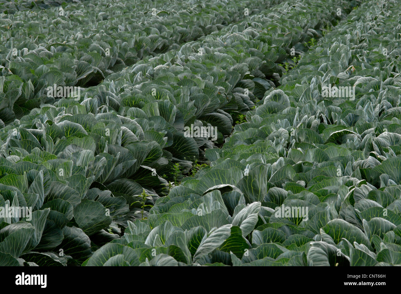 Cavolo bianco (Brassica oleracea var. capitata f. alba), il campo di cavolo cappuccio, Germania Foto Stock