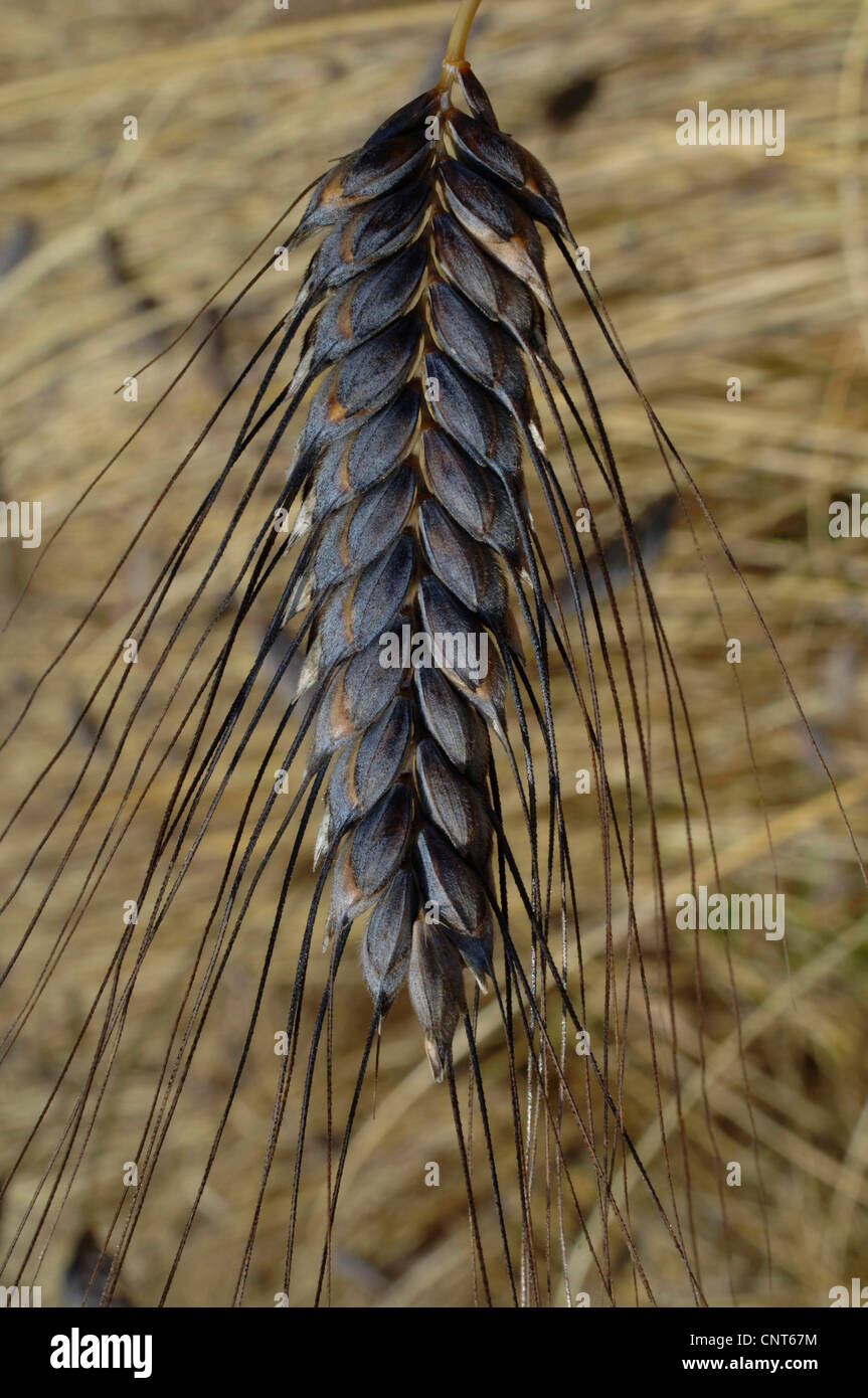 Coltivate Emmer (Triticum turgidum ssp. dicoccon, Triticum dicoccon), Emmer Schwarz, un vecchio ordinamento della granella Foto Stock