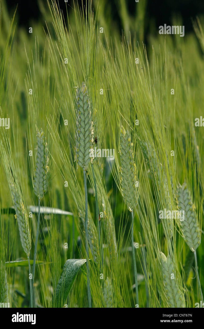 Coltivate Emmer (Triticum turgidum ssp. dicoccon, Triticum dicoccon), Emmer Schwarz, un vecchio ordinamento della granella Foto Stock