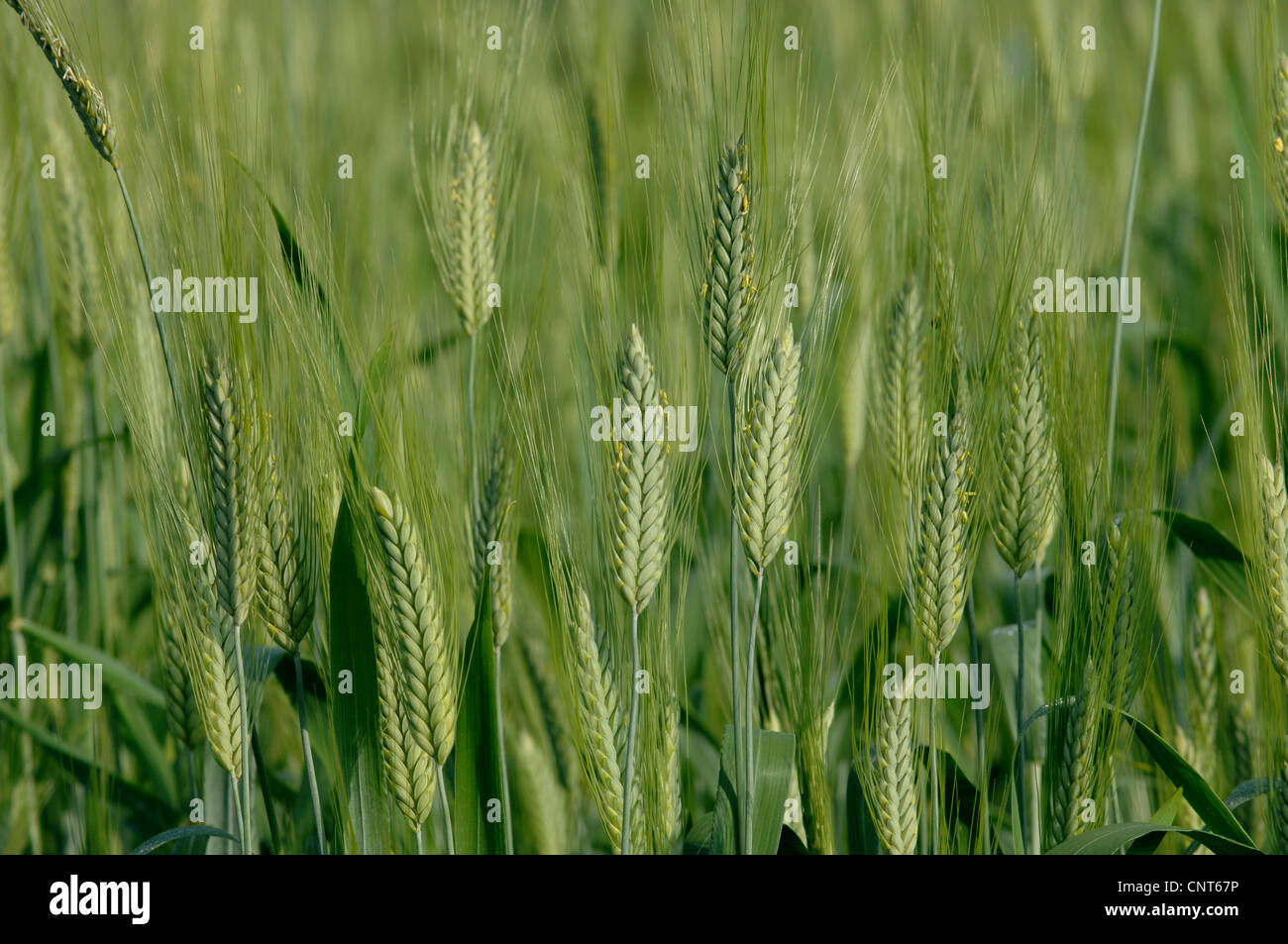 Coltivate Emmer (Triticum turgidum ssp. dicoccon, Triticum dicoccon), Emmer Schwarz, un vecchio ordinamento della granella Foto Stock