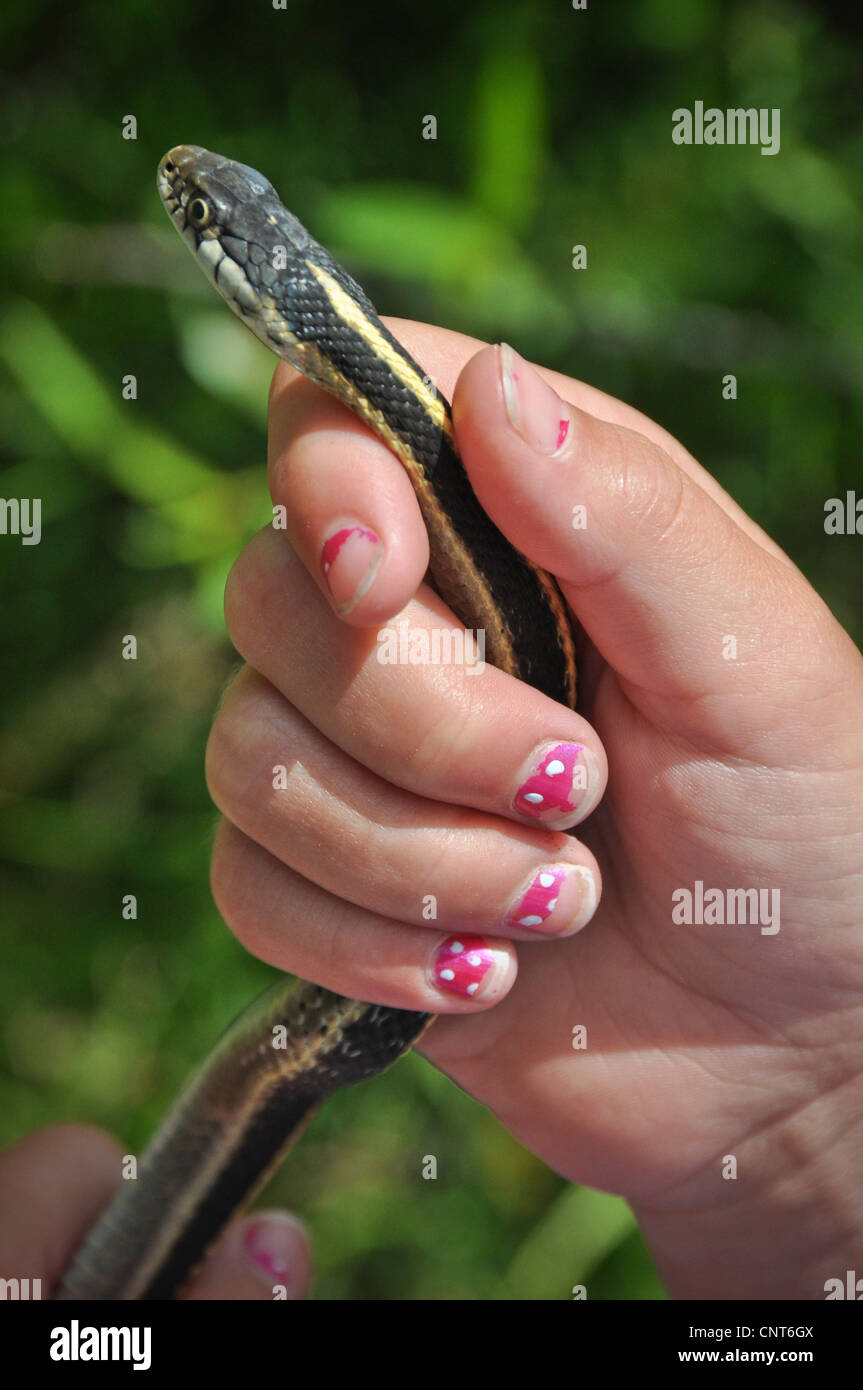 Ragazza giovane garter snake sorriso felice wildlife rettile animale femmina della gioventù Foto Stock