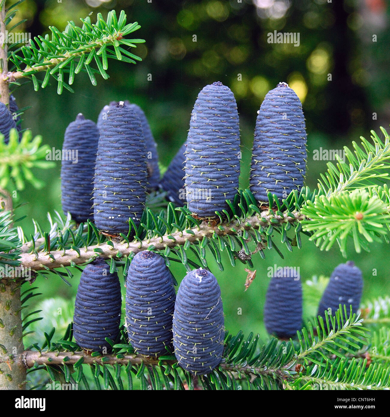 Il coreano fir (Abies koreana), coni su un ramo Foto Stock