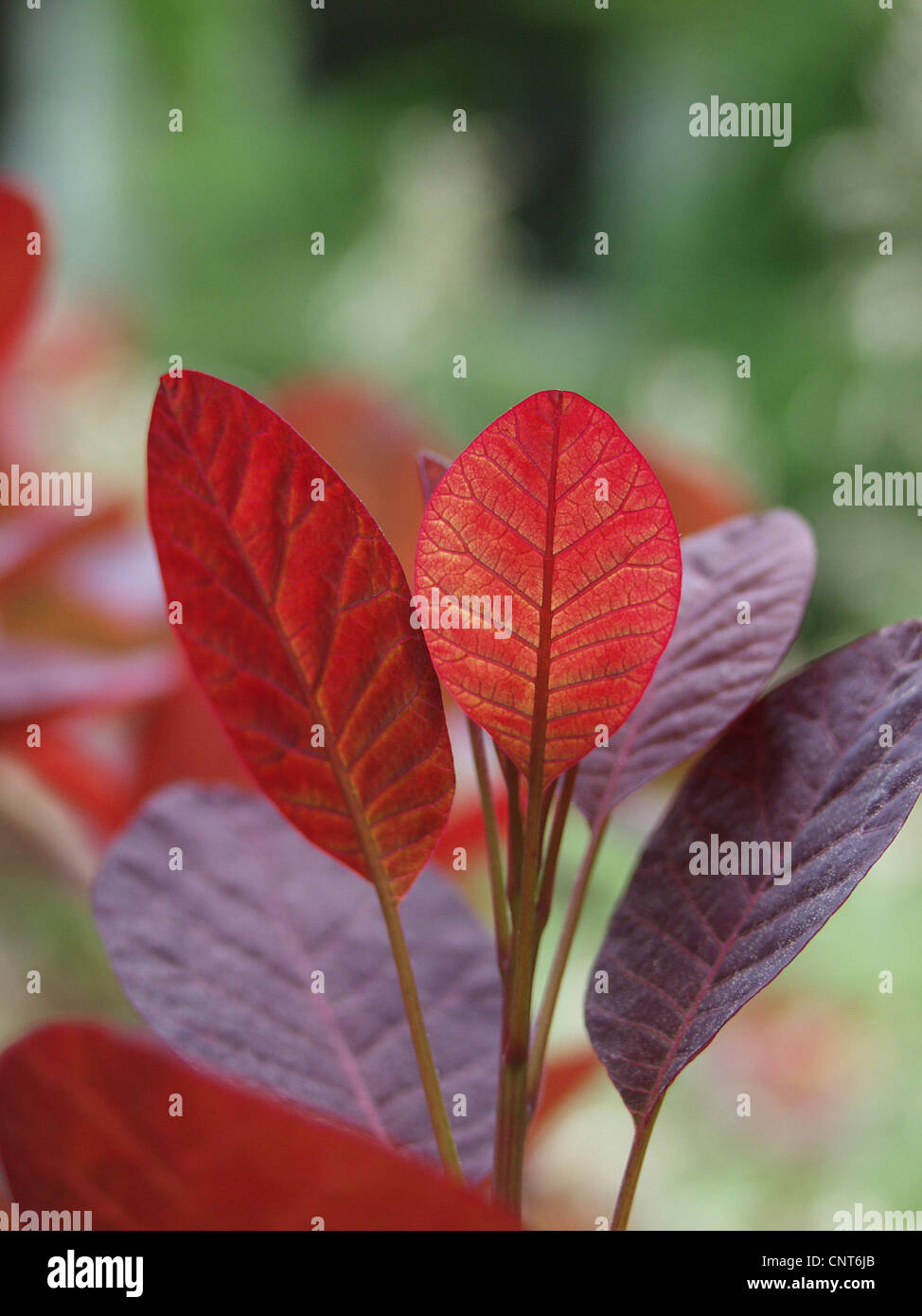 Sumach veneziano, smoketree (Cotinus coggygria 'Royal Purple', Cotinus coggygria Royal Purple), foglie Foto Stock