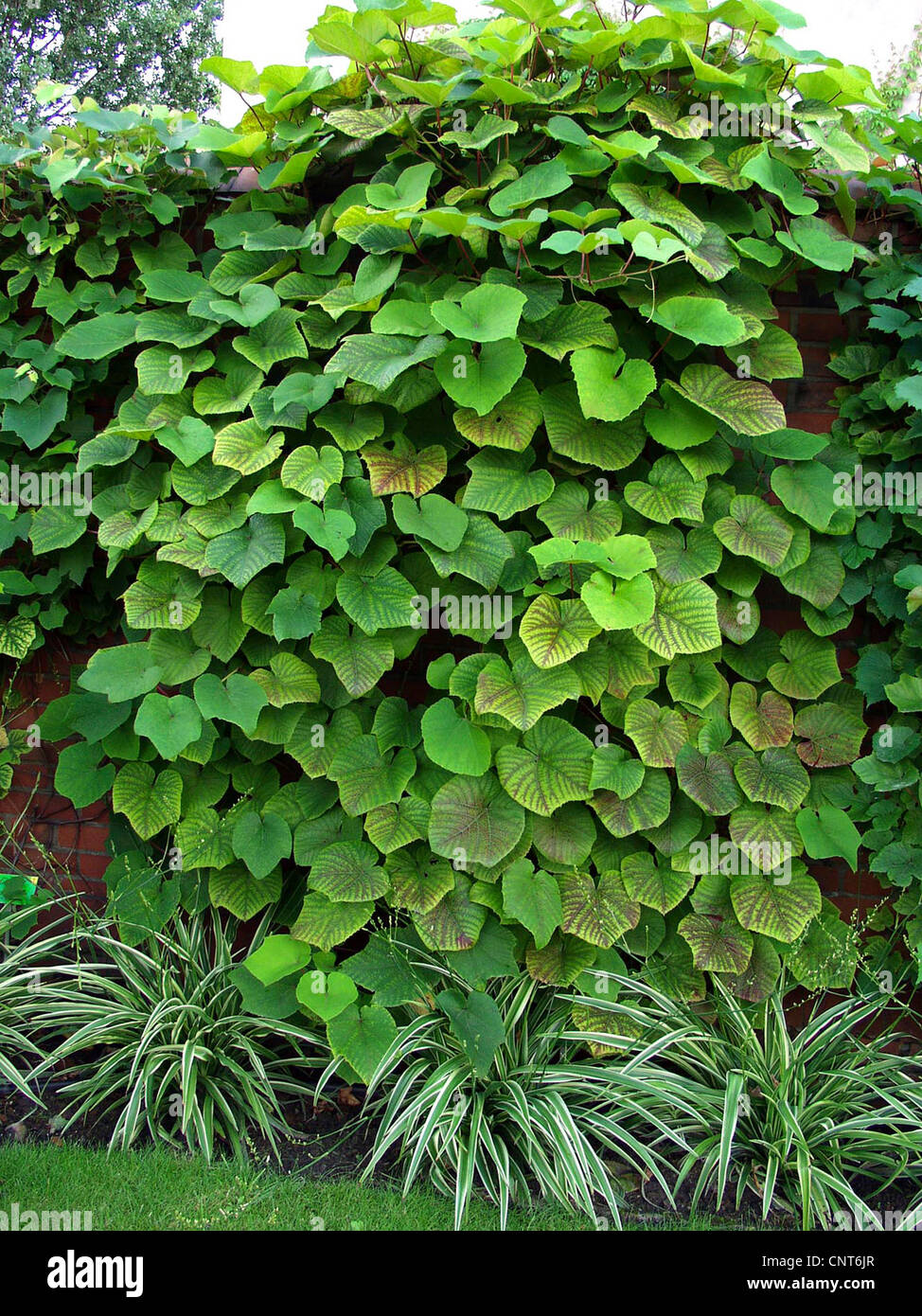 Crimson gloria di vite (Vitis coignetiae), abitudine Foto Stock