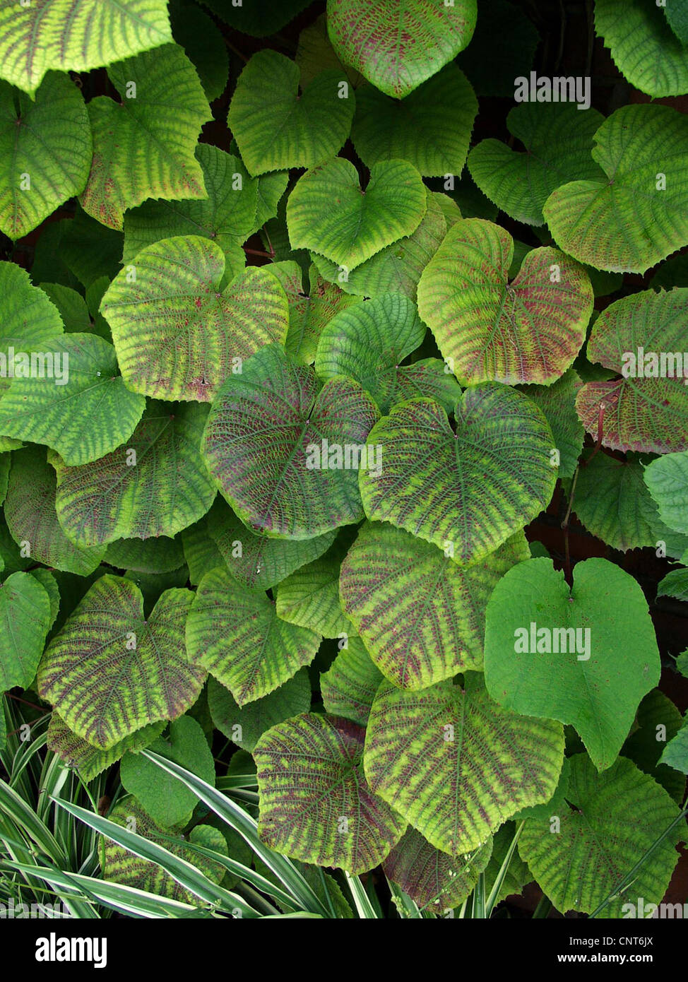 Crimson gloria di vite (Vitis coignetiae), abitudine Foto Stock