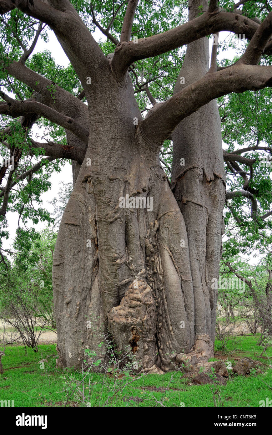 Baobab, pane scimmia, scimmia tamarind (Adansonia digitata), spessa tronco di albero, Sud Africa, Limpopo Foto Stock