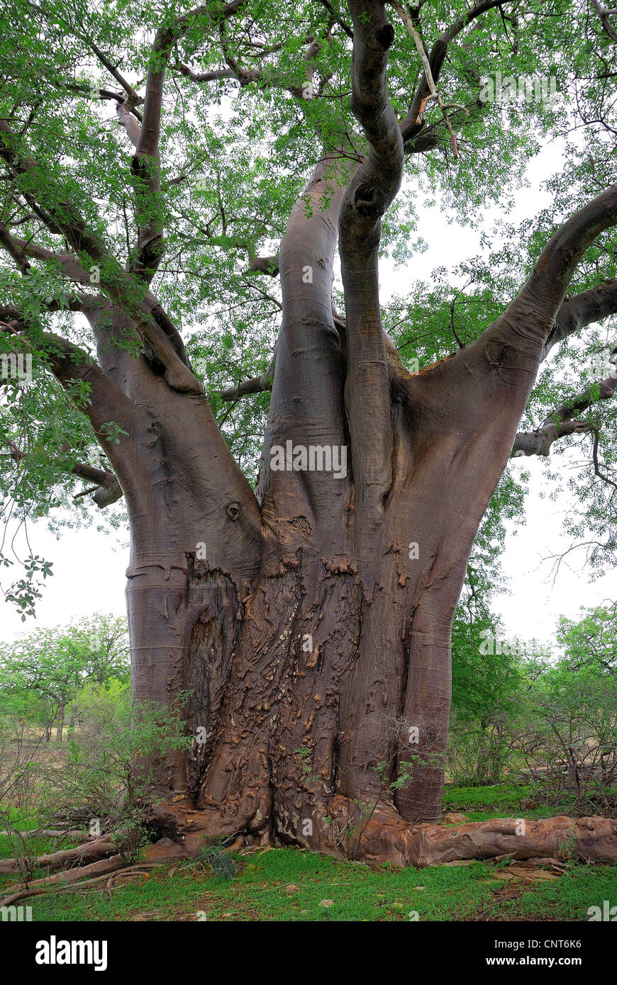 Baobab, pane scimmia, scimmia tamarind (Adansonia digitata), spessa tronco di albero, Sud Africa, Limpopo Foto Stock