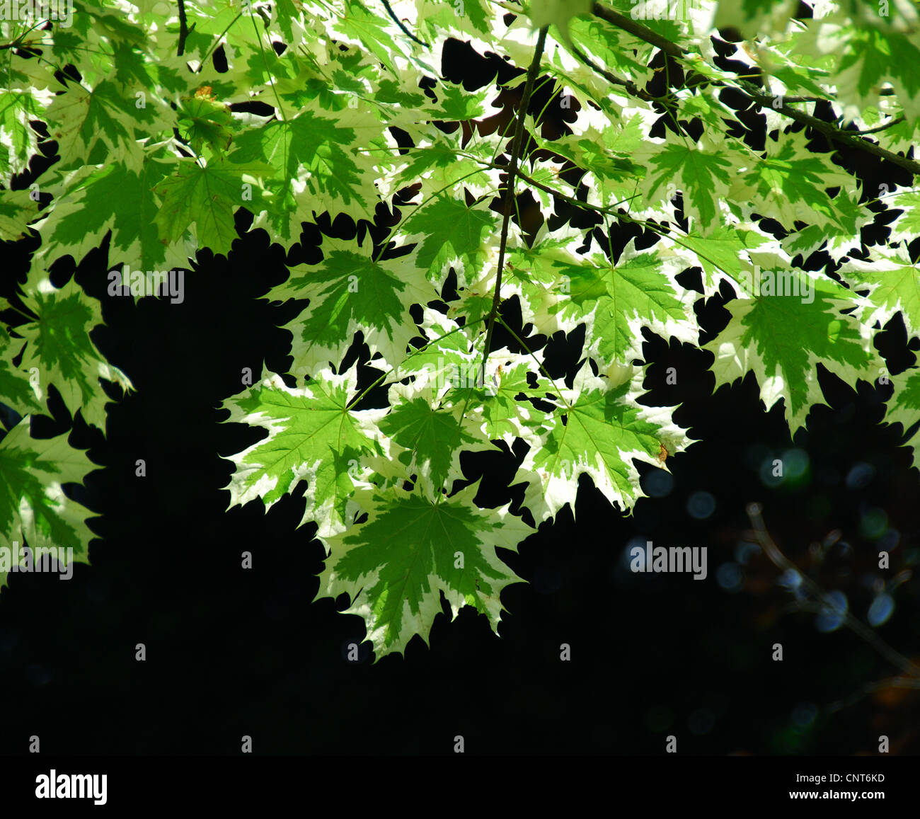 Norvegia (acero Acer platanoides), cultivar 'Drummondii', foglie Foto Stock