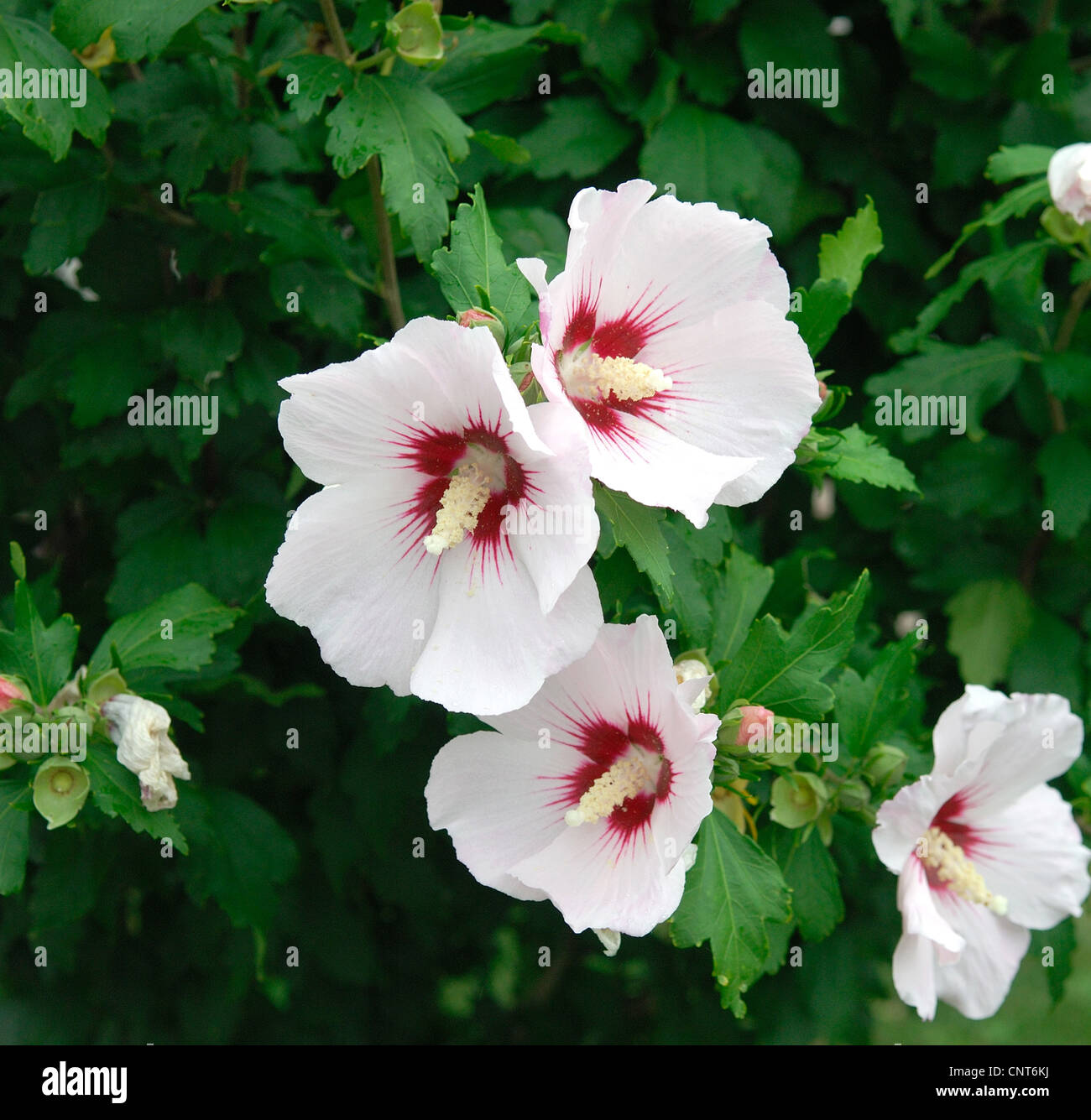 Arbustiva althaea, rose-di-Sharon (Hibiscus syriacus), cultivar 'cuore rosso", fioritura Foto Stock