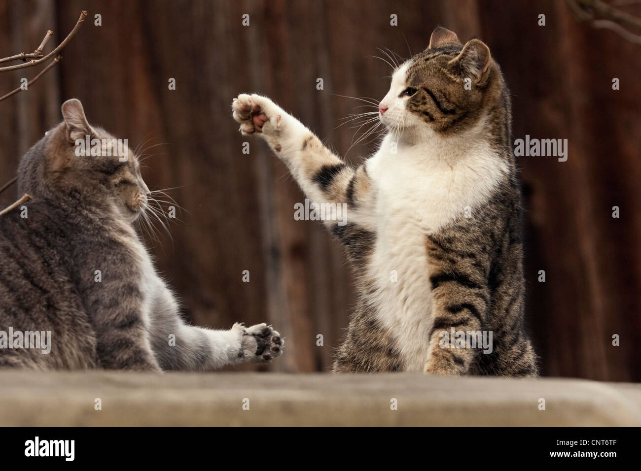 Il gatto domestico, il gatto di casa (Felis silvestris f. catus), 2 animali combattimenti Foto Stock