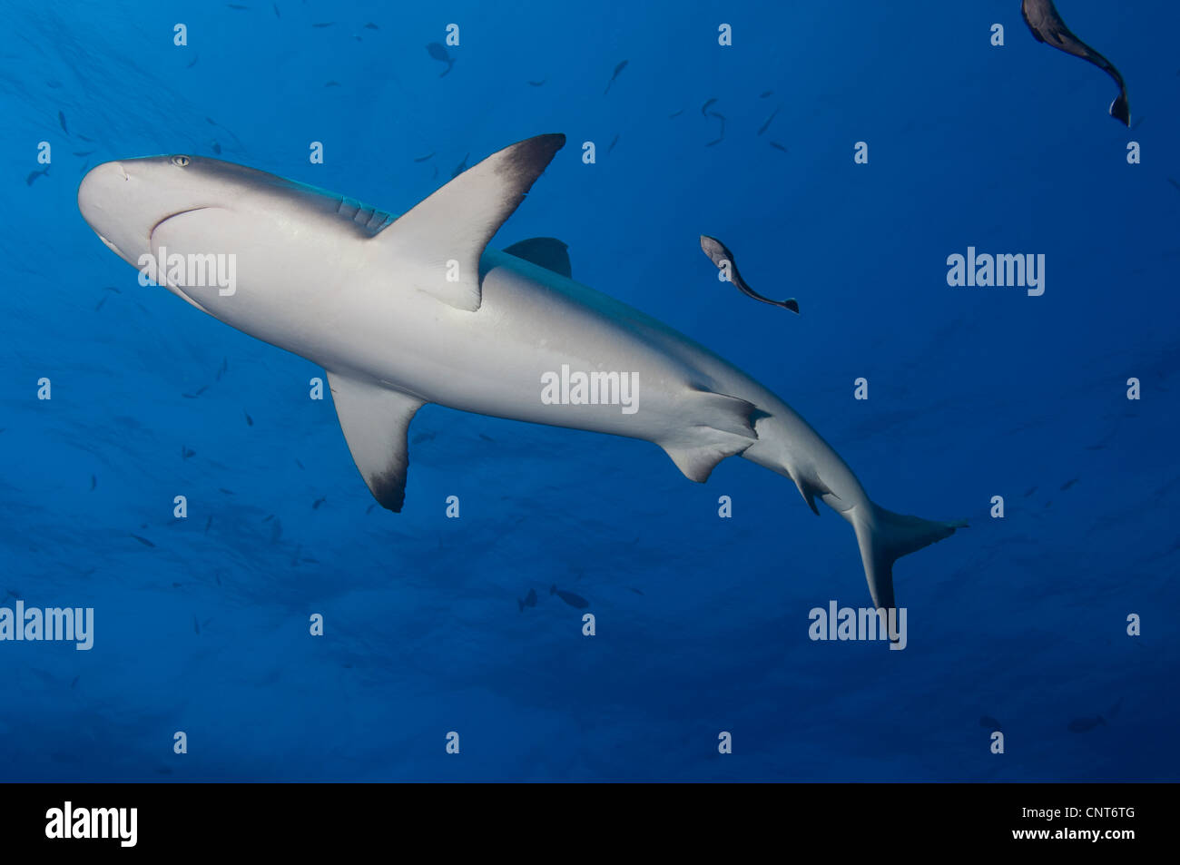 Grey Reef shark (Carcharhinus amblyrhynchos) con remora, Inglis Shoal, Kimbe Bay, Papua Nuova Guinea. Foto Stock