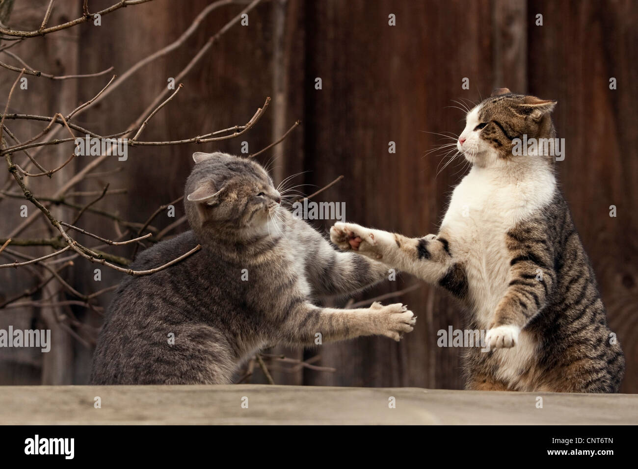 Il gatto domestico, il gatto di casa (Felis silvestris f. catus), 2 animali combattimenti Foto Stock