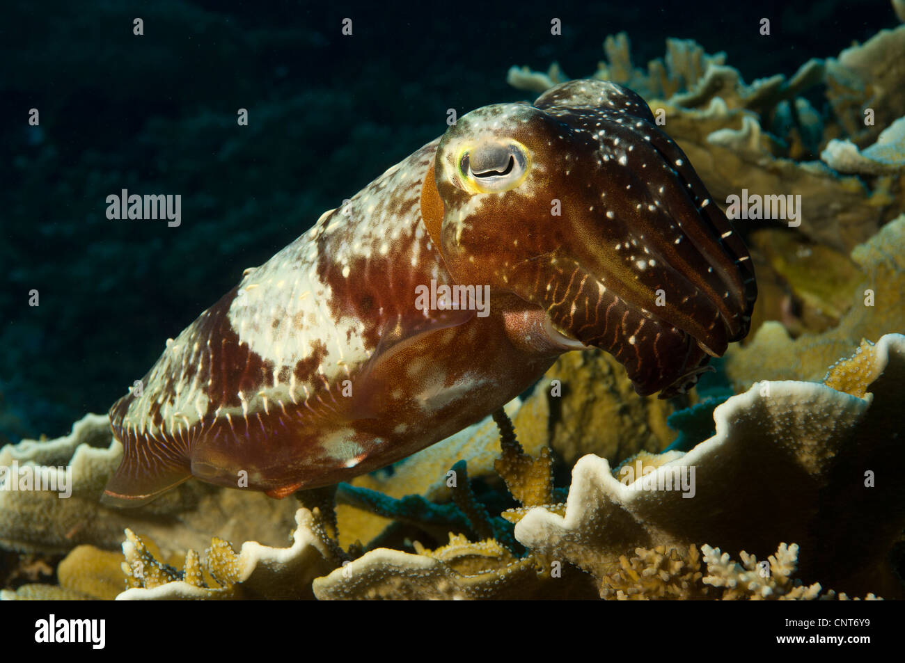 Un Broadclub Seppie (Sepia latimanus), Inglis Shoal, Kimbe Bay, Papua Nuova Guinea. Foto Stock