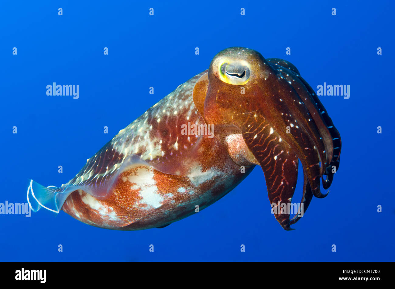 Un Broadclub Seppie (Sepia latimanus), Inglis Shoal, Kimbe Bay, Papua Nuova Guinea. Foto Stock