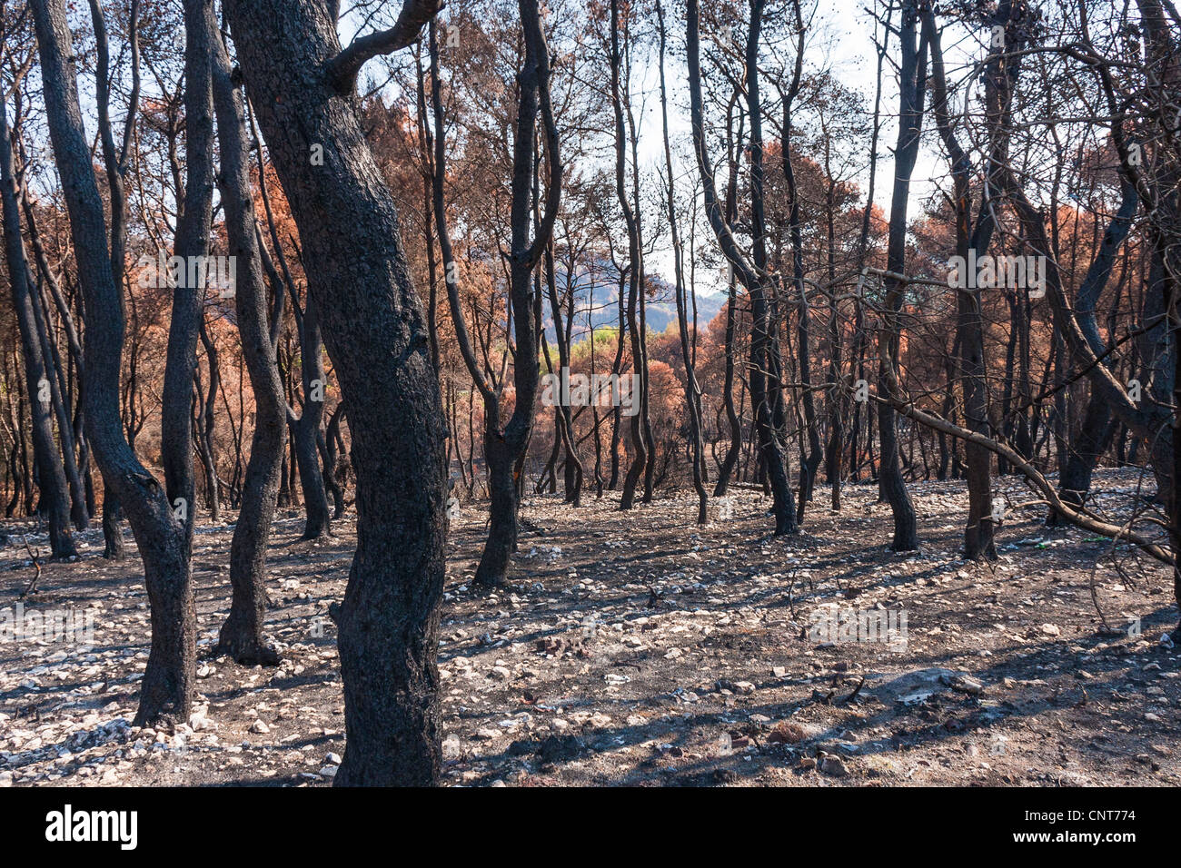 Foresta bruciato tra Agios Leon e Kiliomenos Foto Stock