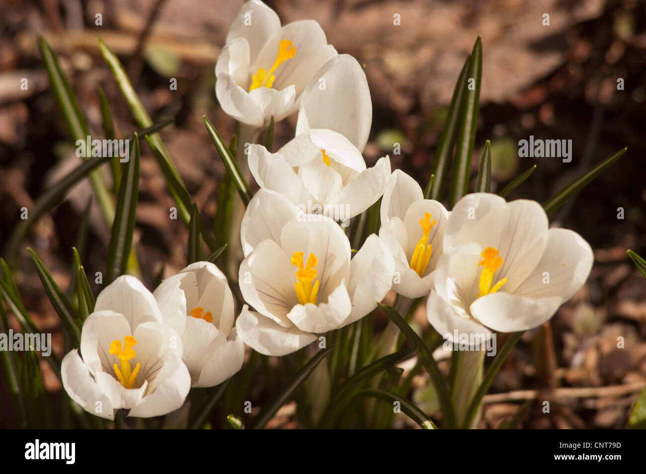 Molti bianco giallo di crochi, croci inizio primavera Foto Stock