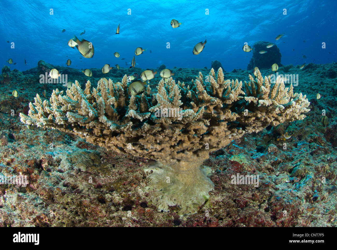 Reticolare dei humbugs (Dascyllus reticulatus) raccogliere sotto il corallo pietra, Padri reef, Kimbe Bay, Papua Nuova Guinea. Foto Stock