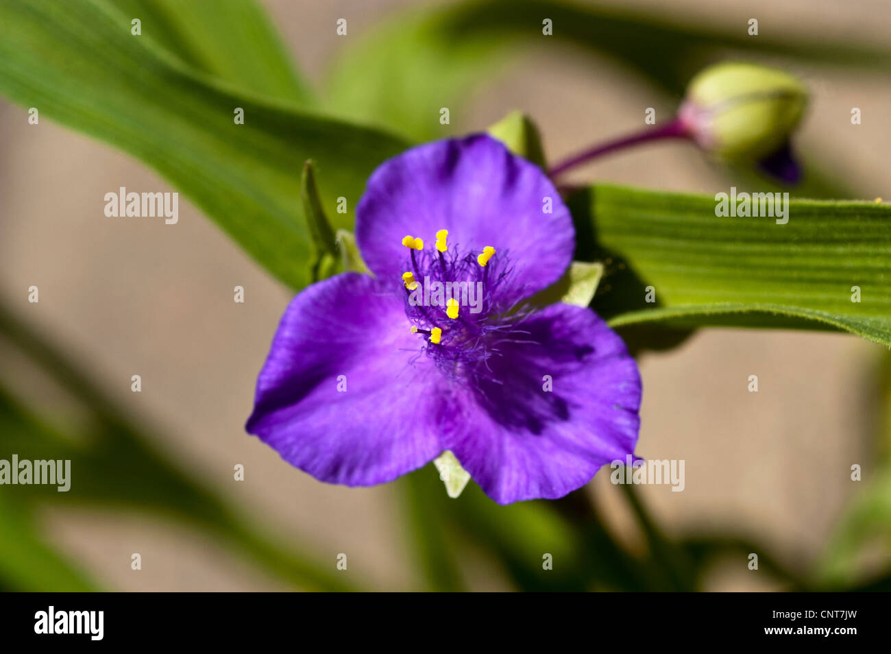 Primo piano di un fiore di ragno Virginia viola blu (Tradescantia virginiana) con antere gialle e foglie verdi, famiglia Commelinaceae, USA. Foto Stock