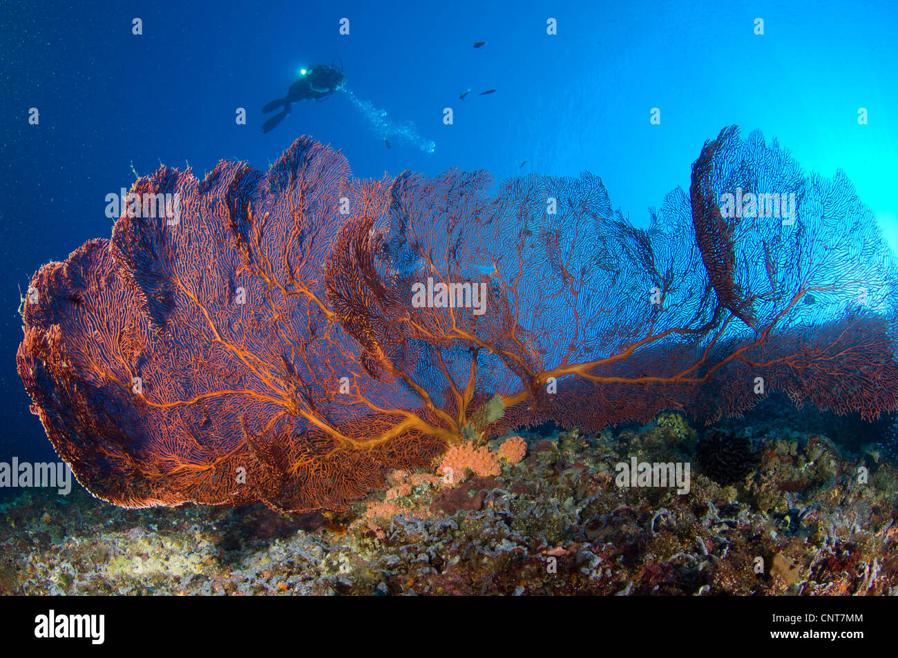 Un subacqueo guarda al grande mare gorgonia fan (Subergorgia sp.), Isole Salomone. Foto Stock