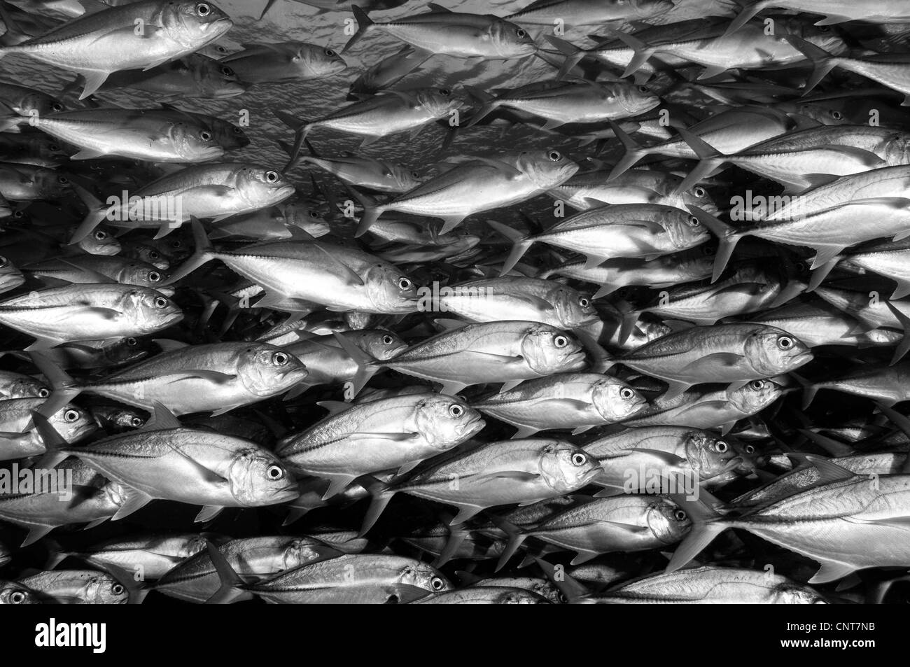 La scolarizzazione martinetti (Caranx sexfasciatus) a Maria Island, Salomone. Foto Stock