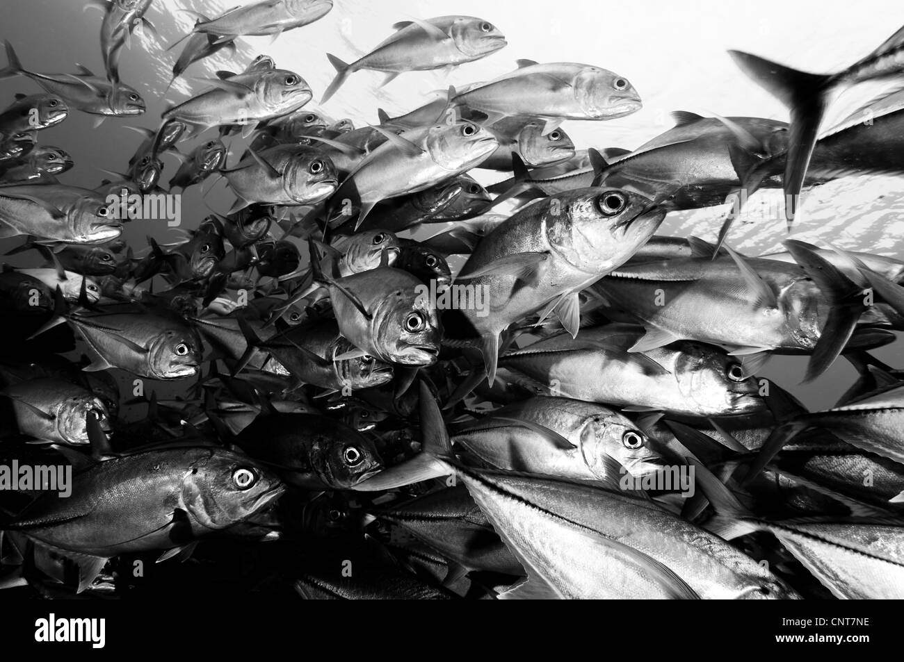 La scolarizzazione martinetti (Caranx sexfasciatus) a Maria Island, Salomone. Foto Stock
