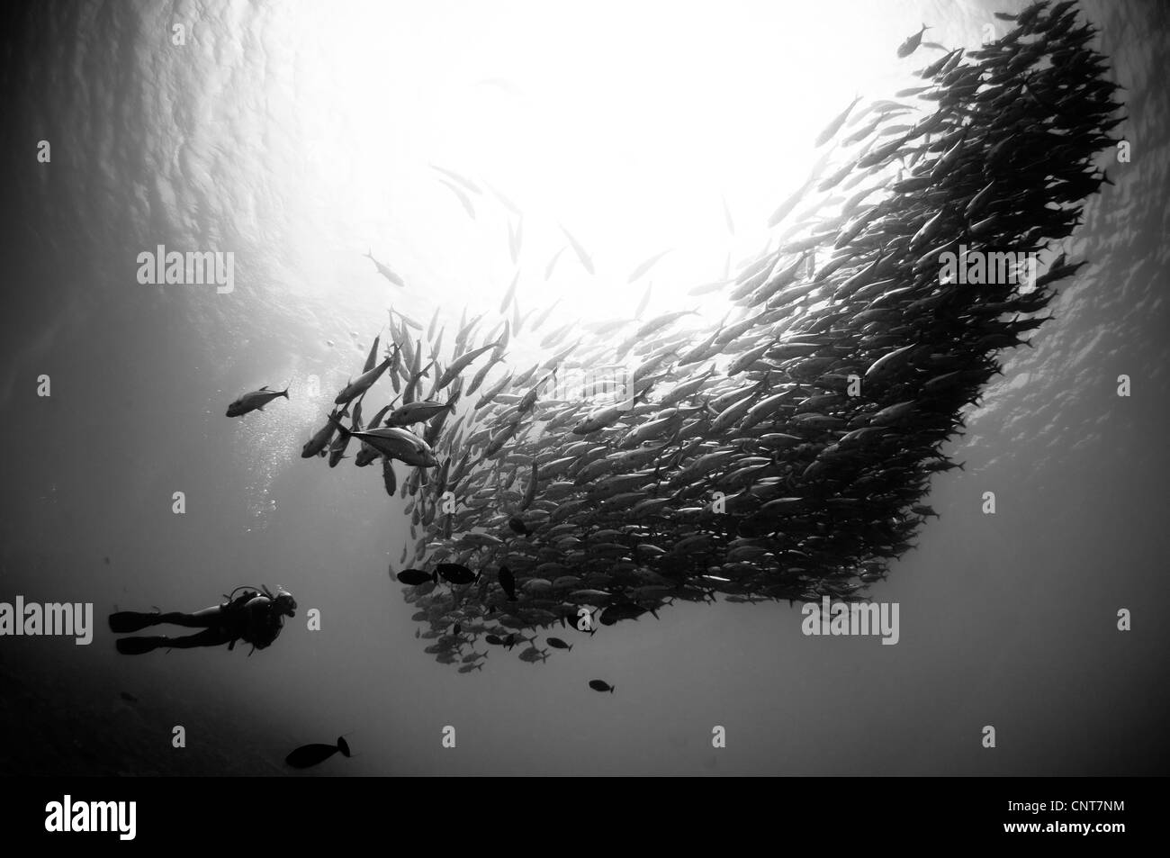 Un subacqueo guarda alla scolarizzazione martinetti (Caranx sexfasciatus) a Maria Island, Salomone. Foto Stock