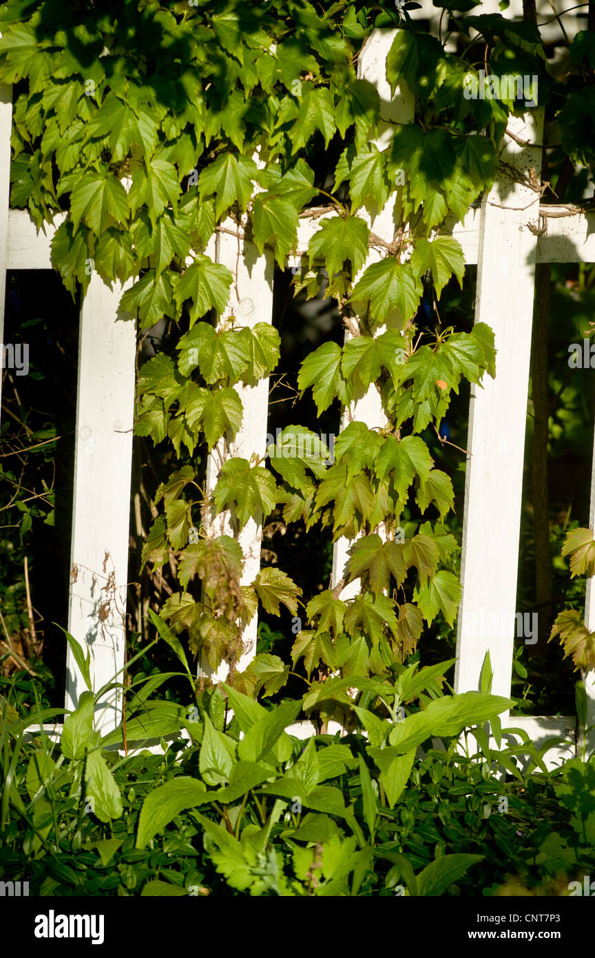 Foglie di Virginia superriduttore arrampicata su bianco giardino recinto, cinque-lasciava ivy, o cinque dita, Parthenocissus quinquefolia, STATI UNITI D'AMERICA, Foto Stock
