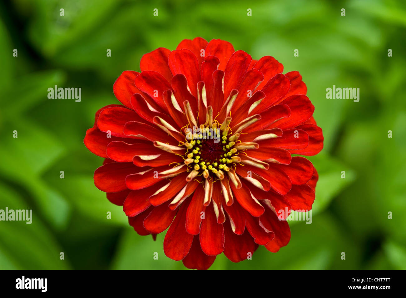 Fiore rosso di comune Zinnia, Zinnia elegans,la gioventù e la vecchiaia, Asteraceae, bloom, fiori, petali, cultivar, orticoltura, Gard Foto Stock