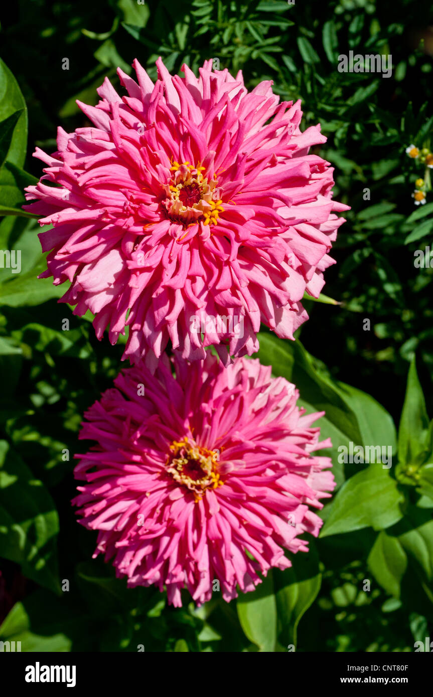 Due fiore rosa di comune Zinnia, Zinnia elegans,la gioventù e la vecchiaia, Asteraceae, Foto Stock